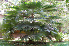Livistona rotundifolia